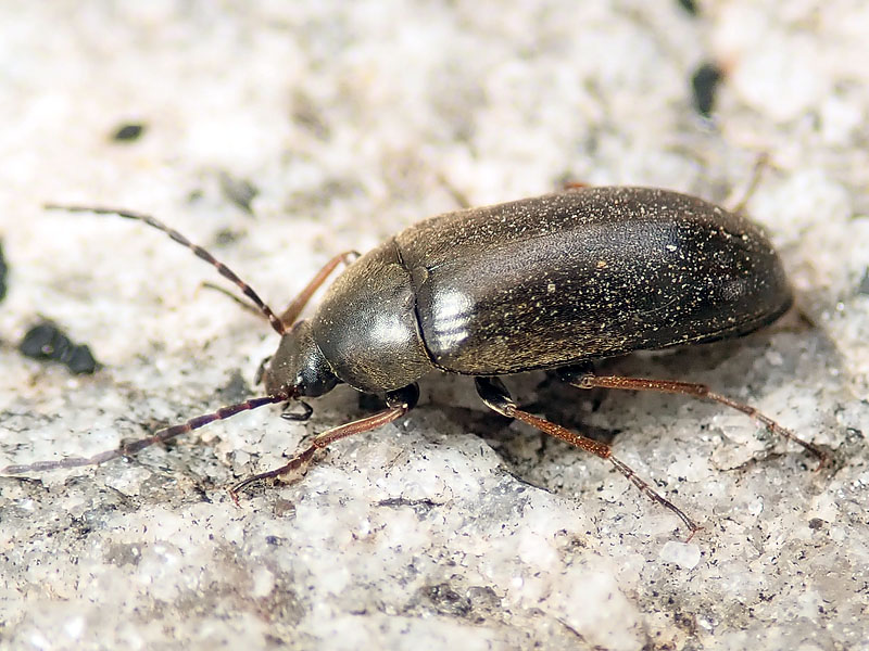 Tenebrionidae Alleculinae: Hymenalia rufipes